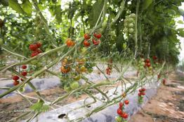 Image du Maroc Professionnelle de  Avec l'introduction des cultures sous abris serres, la région de Dakhla est devenue en très peu de temps célèbre pour ces productions de fruits et légumes destinés à l’export.  Sous d’immenses serres, la production des tomates en grappes bénéficie d’un climat phénoménalement ensoleillé, tempéré et régulier, Mardi 21 Novembre 2006. (Photo / Abdeljalil Bounhar) 